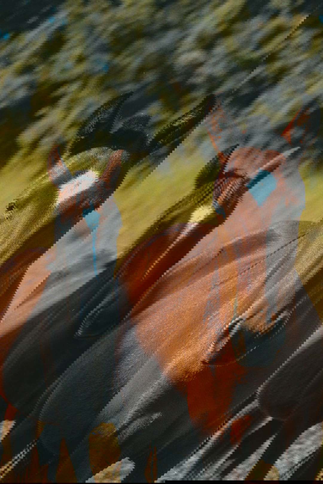 a couple of brown horses standing next to each other